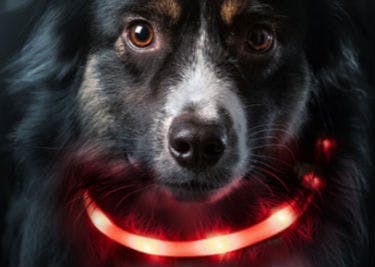 Sortiment bei Zooplus Zooplus bietet passende Produkte für alle Haustiere