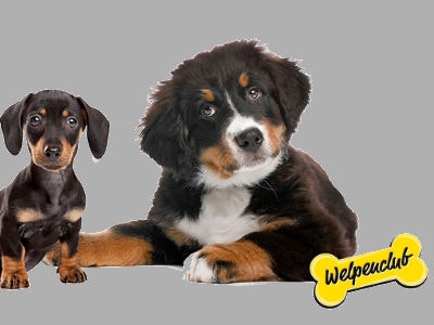 gratisproben katzenfutter hundefutter tierbedarf sparwelt