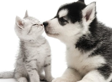 Katze und Hund kuscheln