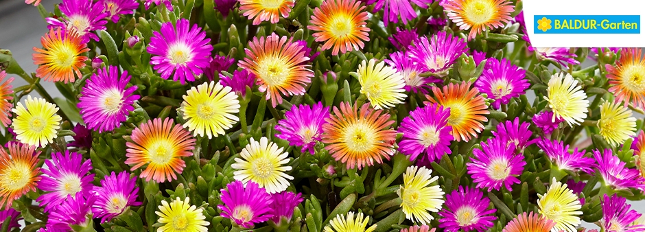 Es grünt so grün... 10% Rabatt bei Baldur-Garten